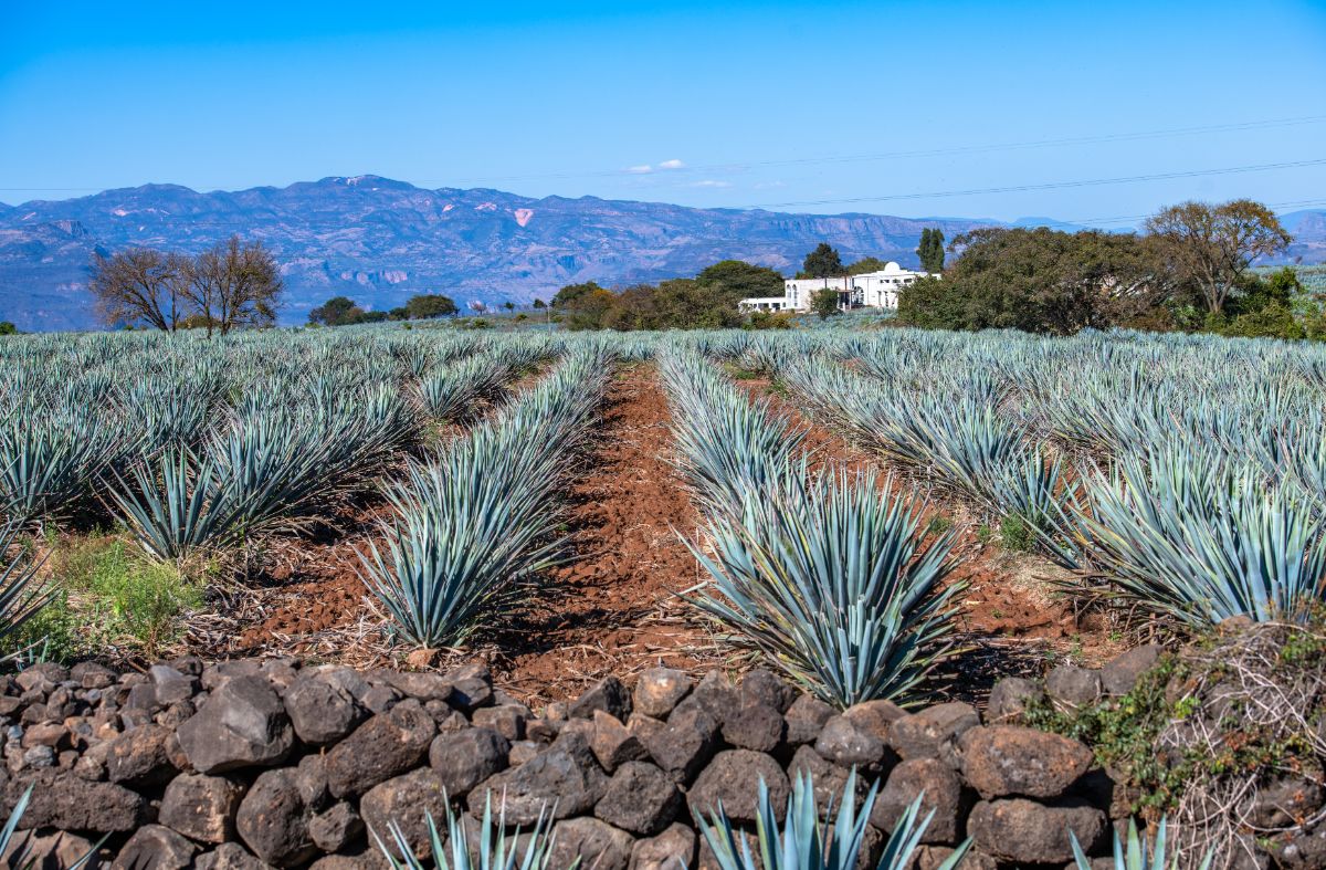 Amplia plantación de la variedad de agave de Del Maguey.