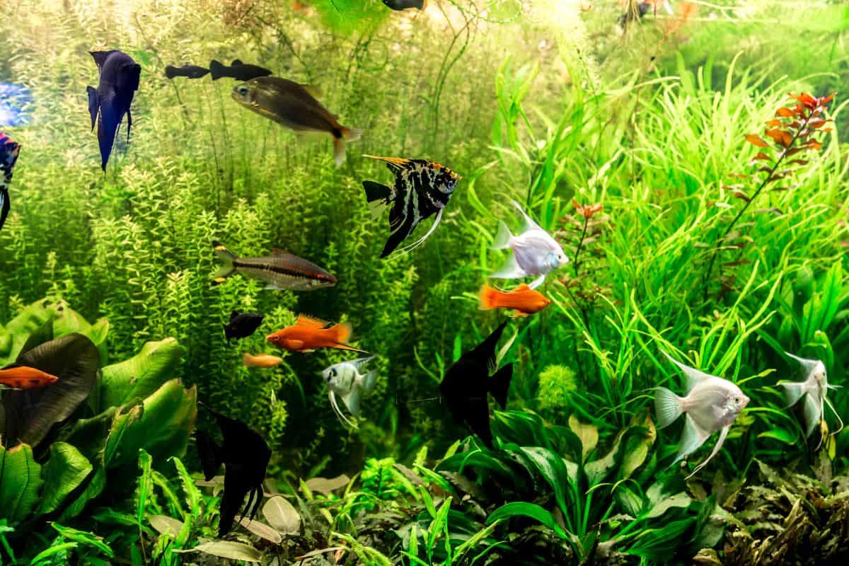 Una pecera tropical llena de plantas acuáticas y peces naranjas