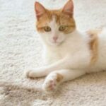 Cómo limpiar la orina seca del gato de la alfombra