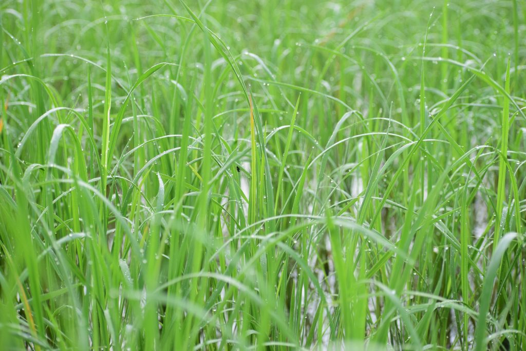 ¿De dónde procede el arroz basmati?