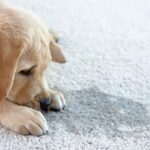 Cómo eliminar el olor a perro de tu casa