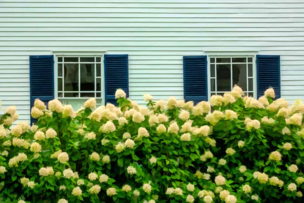 Revestimiento exterior de una casa verde con un par de ventanas de persiana vistas desde un seto de hortensias.